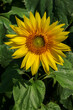 sunflower flower, beautiful petals in the sun