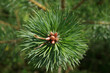 young fresh pine cones in spring. pine needles, blurred background, close-up