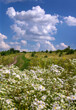 white flowers, herbs, landscape with beautiful sky with clouds and country road