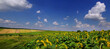 Panoramic view at sunflower field and rural landscapes in the distance, beautiful sky