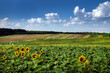 Farmlands, sunflower field and patches of fields in the distance with sky with clouds