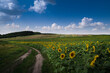 sunflower field and dirt country road with beautiful sky with clouds