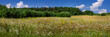 meadow panoramic view of various herbs in summer time, wild vegetation under a beautiful sky