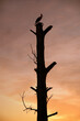 silhouette of a lonely stork in a nest on a tree trunk, sunset, evening