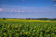 Sunflower field, panorama agricultural landscape in summer, ripening