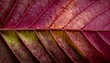 Macro background of colorful autumn dry leaf
