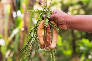 Wall Mural - Hand holding some Tamarind Fruits, green leaves with Blurry Background. Selective Focus