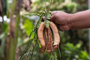 Wall Mural - Hand holding some Tamarind Fruits, green leaves with Blurry Background. Selective Focus