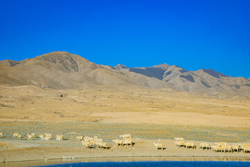 Yongtai Ancient Town, Baiyin City, Gansu Province-Sheep under the blue sky