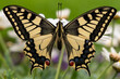 Schwalbenschwanz Schmetterling auf Blume frontalansicht