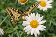 Schwalbenschwanz Schmetterling auf Blume von oben