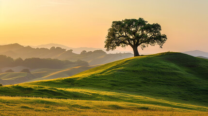 Poster - Majestic Oak Tree on Green Hill at Sunset - Simple Natural Beauty  