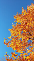 Sticker - Autumn Glory with Colorful Trees and Blue Sky  