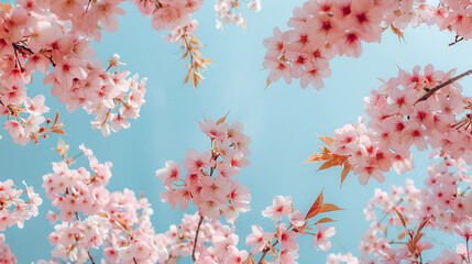 Wall Mural - Cherry Blossom Trees in Full Bloom Against Spring Sky