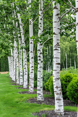 Canvas Print - Row of Birch Trees with Contrasting White Bark and Lush Leaves