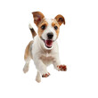 © Nazmus - Happy cute dog running and jumping isolated on white or transparent background
