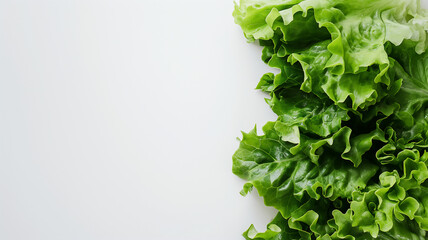 Wall Mural - Fresh green lettuce leaves with vibrant colors and detailed textures spread across a clean, white background.