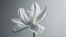 Elegance In Simplicity: A Solitary White Flower With Six Delicate Petals, Capturing The Beauty Of Nature's Minimalist Grace.