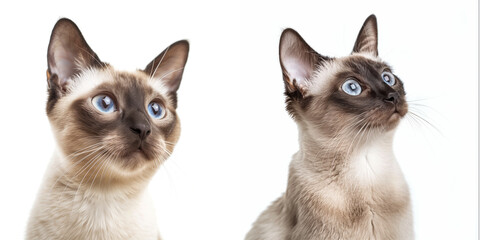 Poster - Tonkinese cat on white background