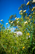 Low angle view of a flower field with dandelion seed head in the foreground.