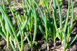 Leaves or sprouts of onions on a bed in the vegetable garden in bright sunshine.