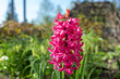 Hyacinth buds blooming on a background of green grass.