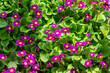 Background or texture of flowering violets with green leaves.