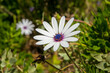Closeup shot of the African Daisy or Cape Daisy (Dimorphotheca) flower