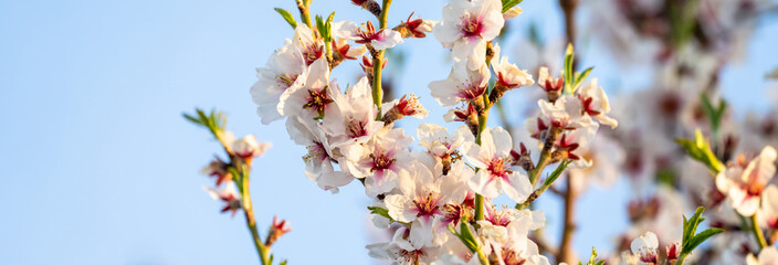 Wall Mural - The blossoming white apricot tree, a beautiful picture of nature