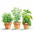 © Pachara - Three pots of green herbs in a row on a white background.