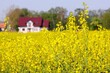 Beautiful yellow blooming rapeseed fields on Zulawy, Poland. Farm building on background