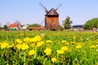 Traditional wooden windmill in Mokry Dwor in Zulawy and 
blooming dandelions on meadow