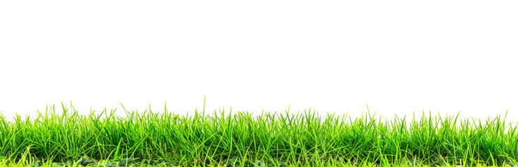 Wall Mural - green grass turf isolated on white background