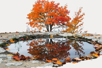 Wall Mural - A tranquil pond reflecting the vibrant colors of autumn foliage, isolated on solid white background.