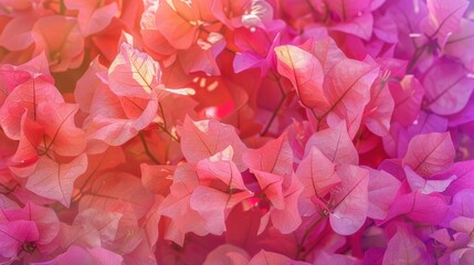 Wall Mural - Bougainvillea spectabilis blossoms and flowers
