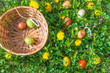 Happy Easter holiday concept; Wicker basket and easter eggs on a green lawn with yellow dandelion; top view