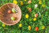 Fototapeta Krajobraz - Happy Easter holiday concept; Wicker basket and easter eggs on a green lawn with yellow dandelion; top view