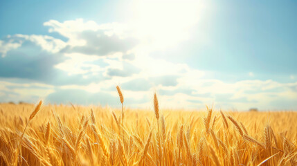 gloden wheat field background