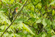 European robin (Erithacus rubecula) sitting on a tree branch in Zurich, Switzerland