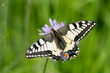 Old World Swallowtail or common yellow swallowtail (Papilio machaon) sitting on a small scabious in Zurich, Switzerland
