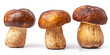 Shiitake mushroom on the White background fresh edible mushroom on a white background.

