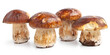 ceps mushrooms on a white background Boletus mushrooms on a white background. Mushrooms  Porcini Boletus edulis.
 
