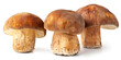 Three fresh cut ceps on the pileus of one of them on a white Isolation background. 