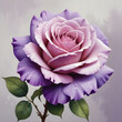 Illustration of beautiful purple rose in full bloom
