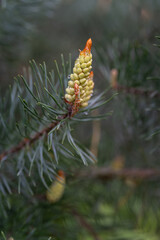 Wall Mural - Pollen parts on a pine tree.