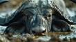 Close-up of Cape buffalo (Syncerus caffer) staring towards camera; Laikipia, Kenya Genrative AI