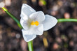 White crocus flower top view. Natural macro photo with selective focus