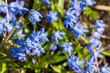 Wild blue spring flowers on a spring day. Natural macro photo