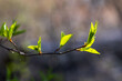 Young green leaves on a tree branch on a blurred background