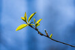 Small green leaves on a tree branch on a blue background